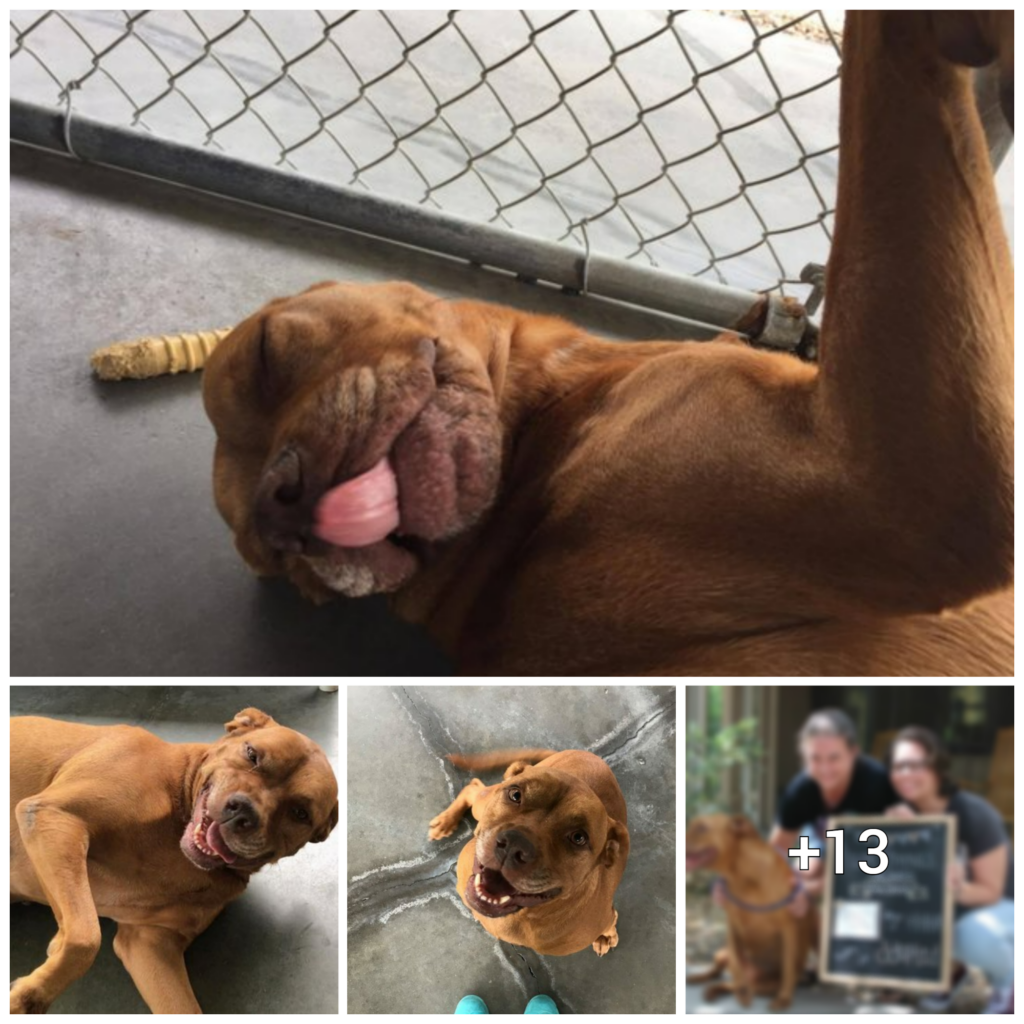 “From Shelter to Smiling: The Heartwarming Tale of a Dog’s Journey to Finding a Forever Home and the Importance of Pet Adoption”
