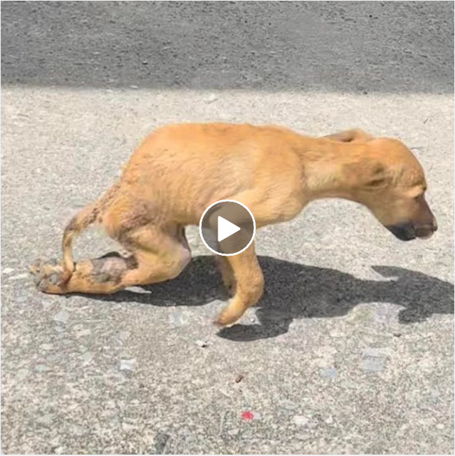 Helpless Pup Unable to Move on the Roadside Caught on Camera- Lillise’s Story