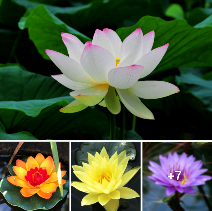 Pro Tips for Cultivating Stunning Lotus Blooms in Your Backyard