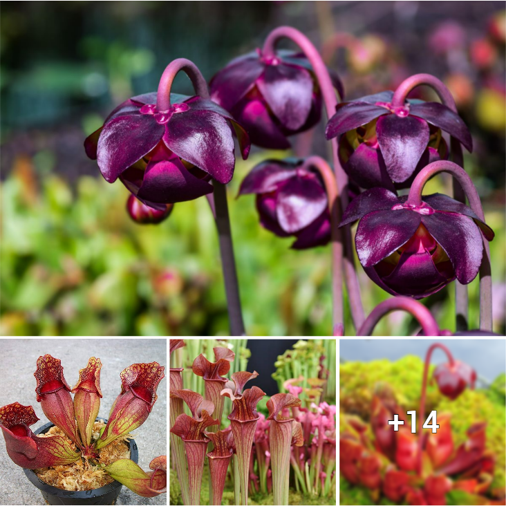 “Thriving Tips for Cultivating the Enchanting Purple Pitcher Plant”