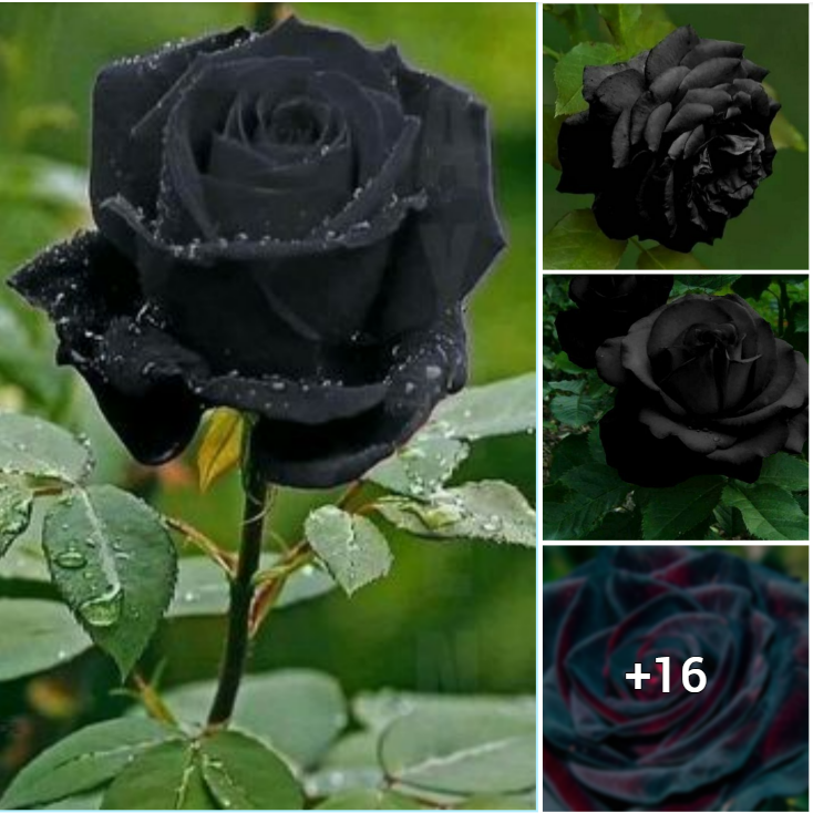 “The Enigma of the Black Rose: Uncovering the Mysteries of this Rare Flower”