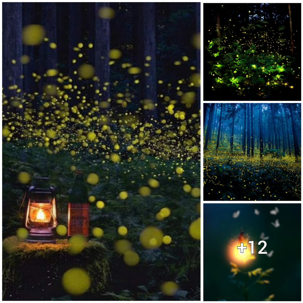 Shimmering Wonders of Nature: The Enchanting Glow of Fireflies in the Forest