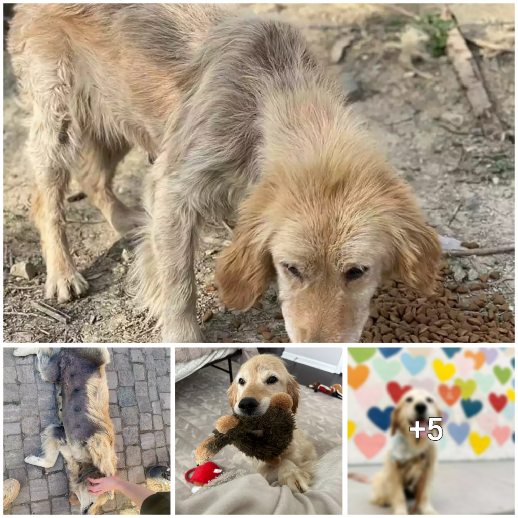 Elderly Golden Retriever Rescued from Abandonment Radiates Happiness in Her Fresh Digs