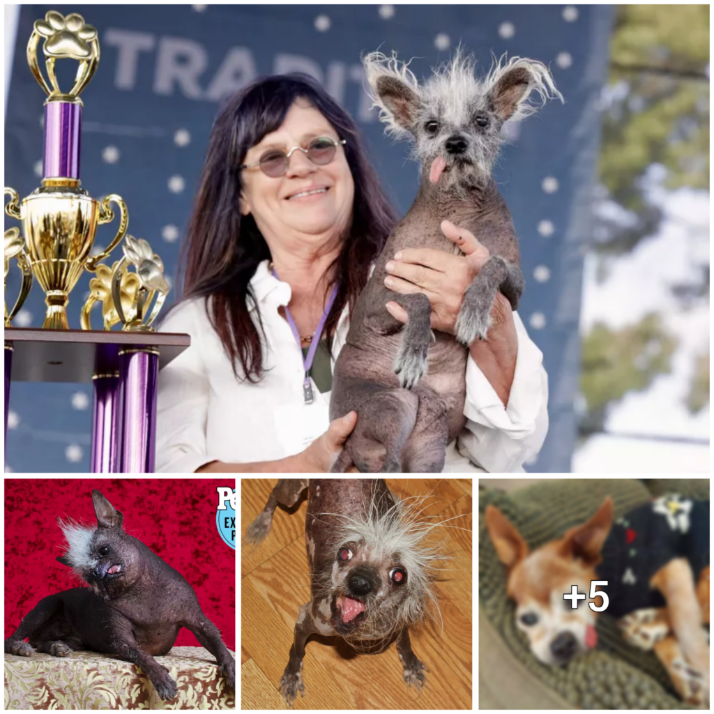 “Unconventional Beauty Reigns: Scooter Takes Home Title in the 2023 World’s Ugliest Dog Competition”
