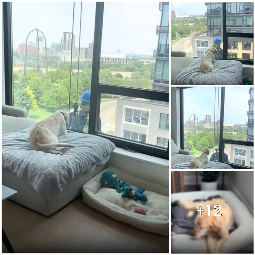 Playful Window Cleaner Startles Golden Retriever Puppy – Check Out the Adorable Reaction!