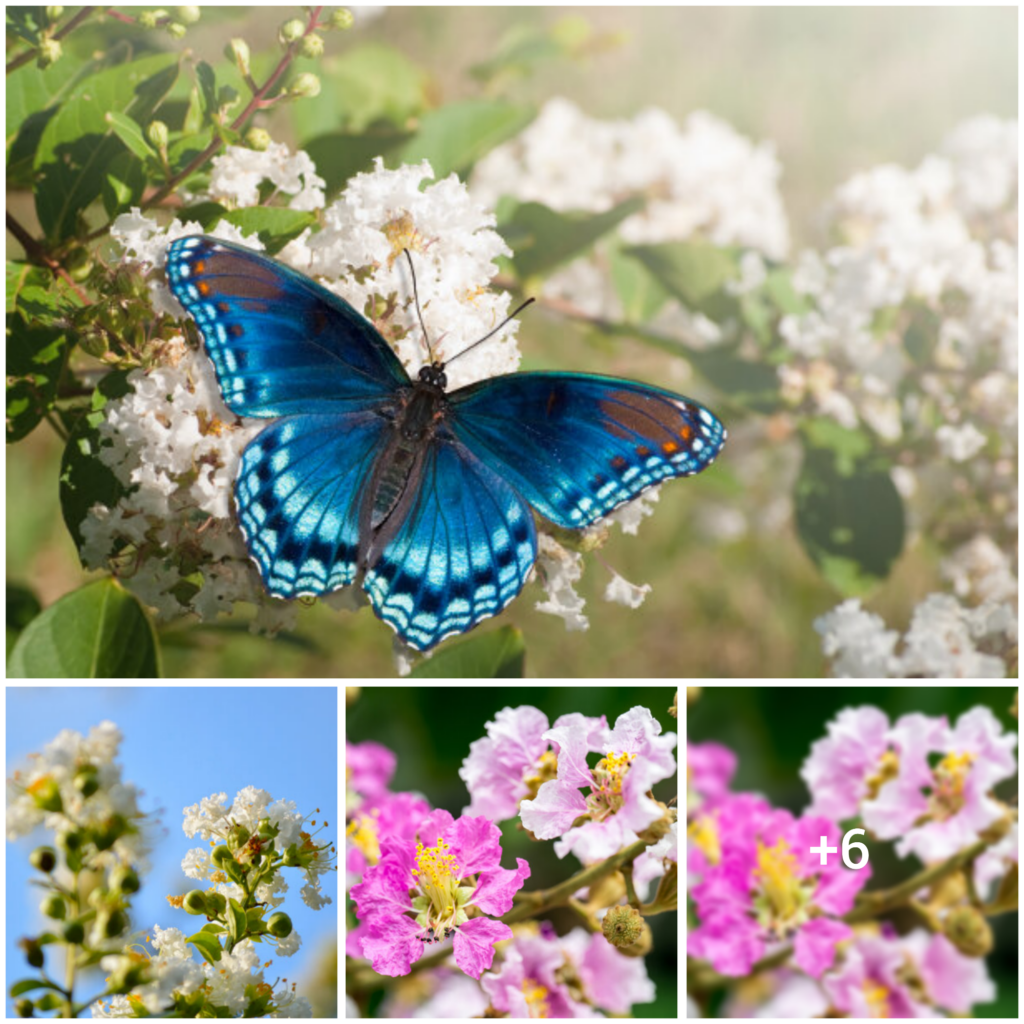 The Significance and Symbolism of Myrtle Blossoms