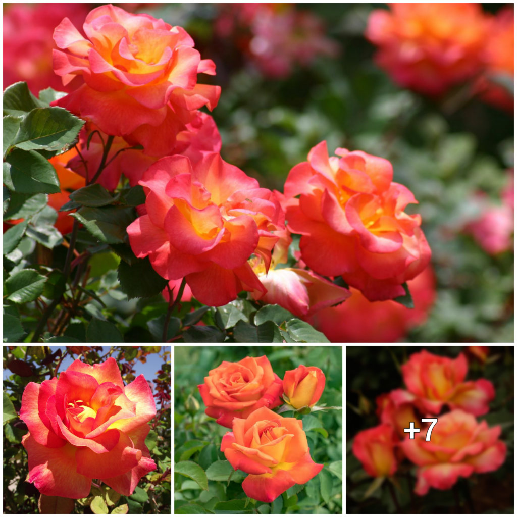 ‘Mardi Gras’ (Rosa Floribunda ‘Mardi Gras’): A Festive Celebration of Color and Beauty