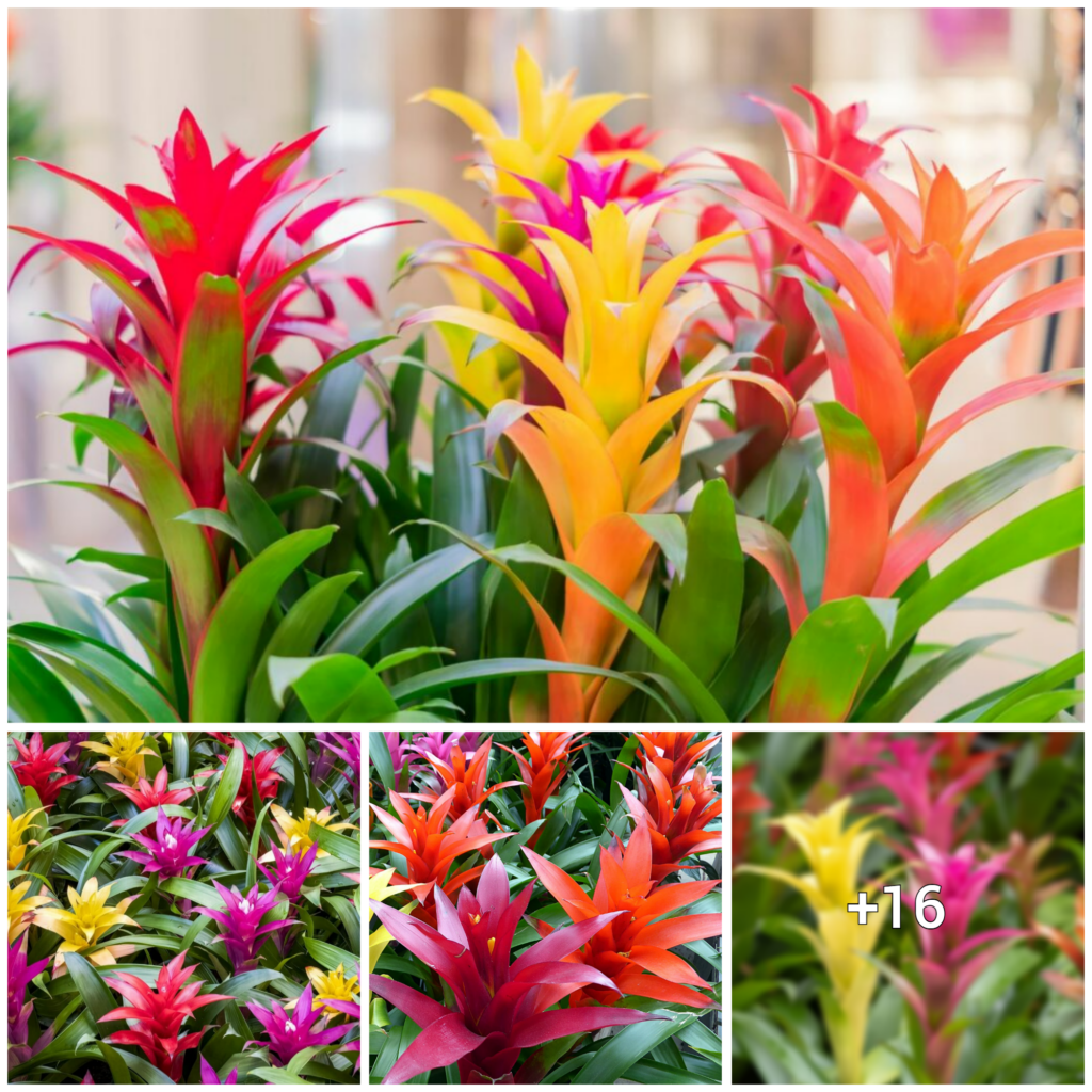 “Thriving with Bromeliads: A Comprehensive Guide to Growing and Caring for Your Plants”