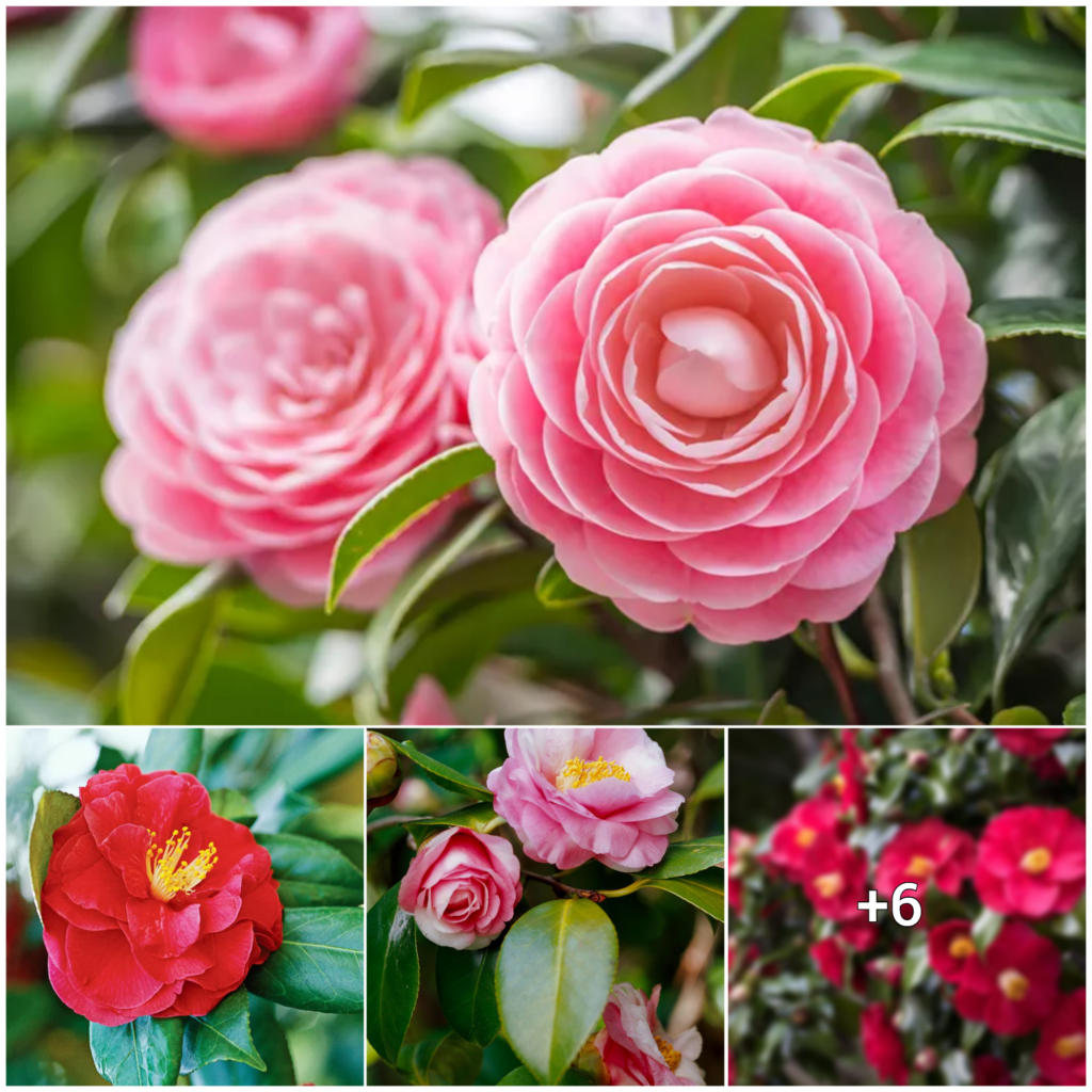 “Discovering the Charm of Camellias: Uncovering Surprising Facts Behind the Beloved Shrub’s Popularity”
