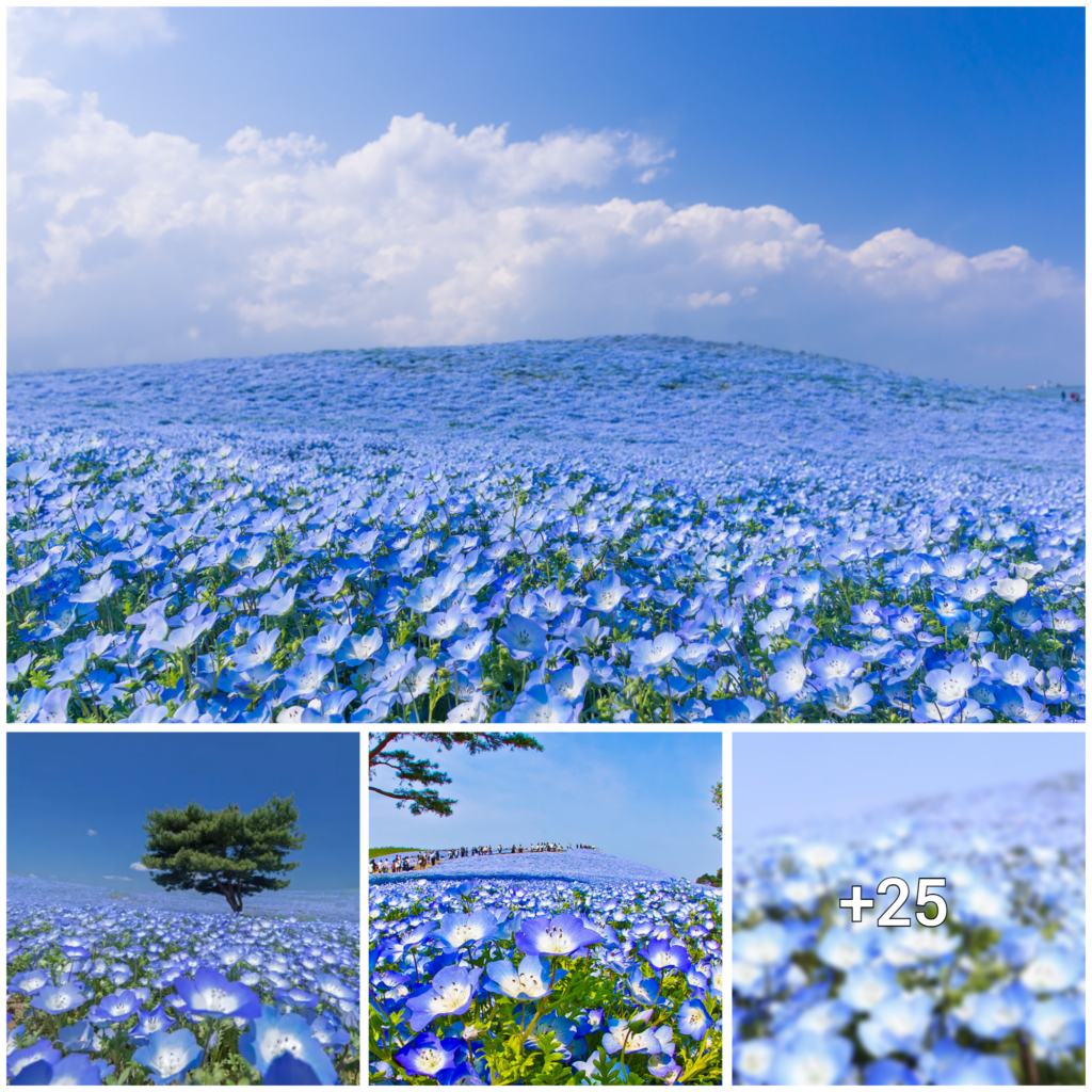 Captivating Photos of a Japanese Park Overflowing with Baby Blue Blossoms