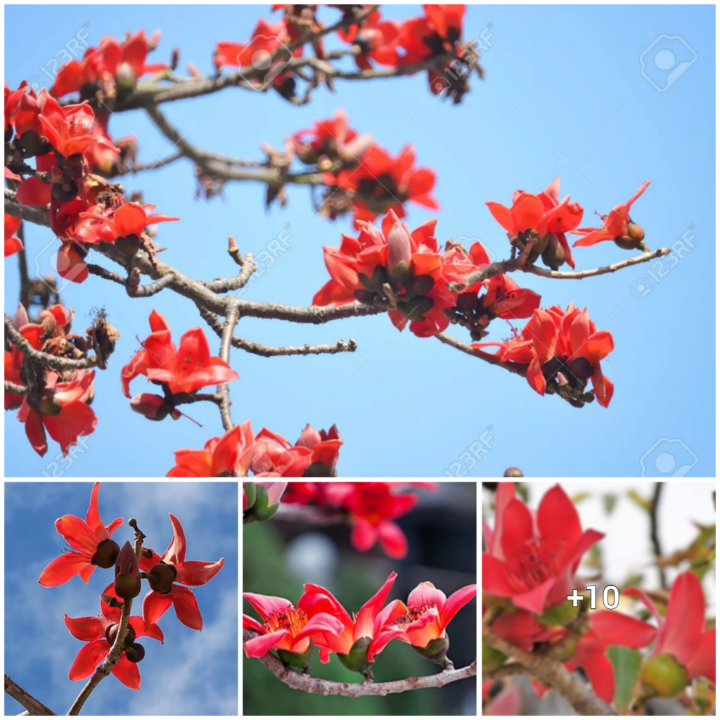 Exploring the Beauty of Red Silk Cotton Trees in Botanical Gardens