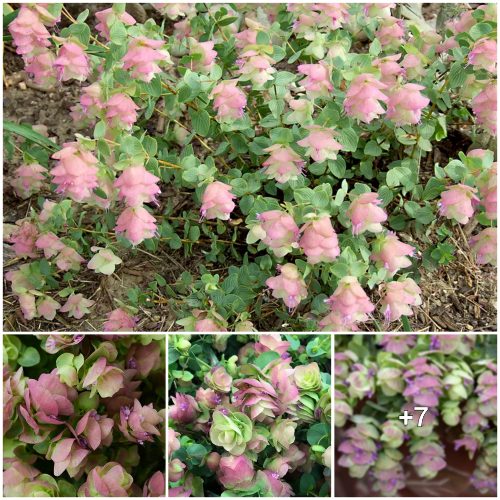 “Sprucing Up Your Garden: A Guide to Cultivating Ornamental Oregano”