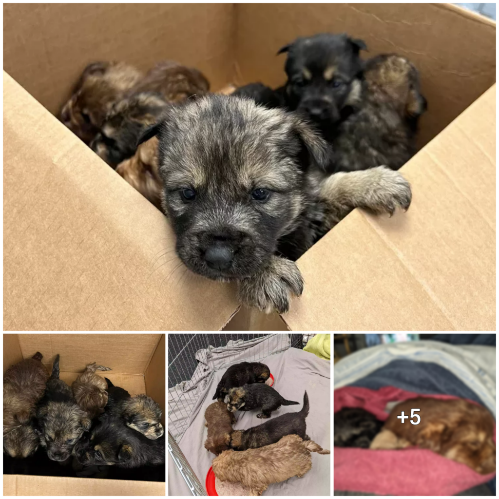 Good Samaritan Rescues Puppies Left Stranded in Box on Michigan Road Amidst Harsh Weather Conditions
