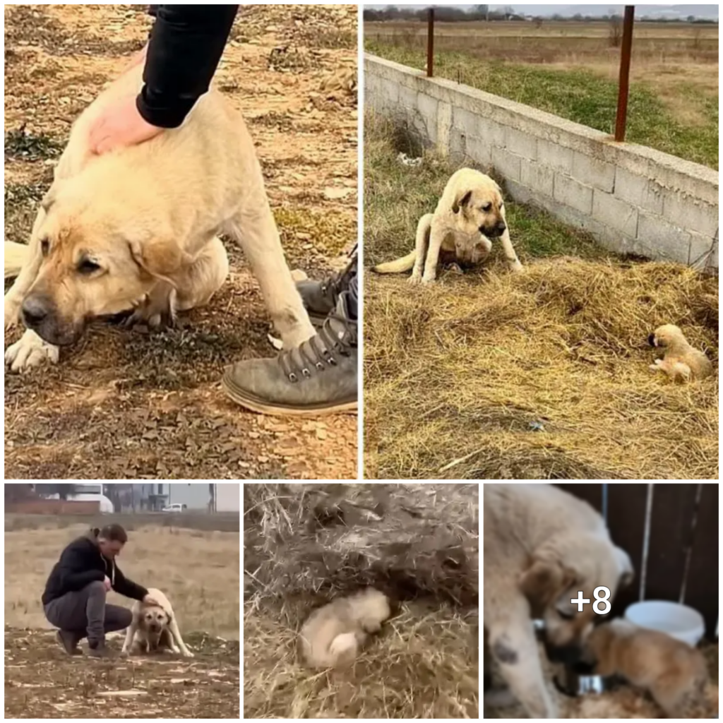 The Ultimate Display of a Mother’s Love: Sacrificing Her Own Body to Protect Her Last Pup.