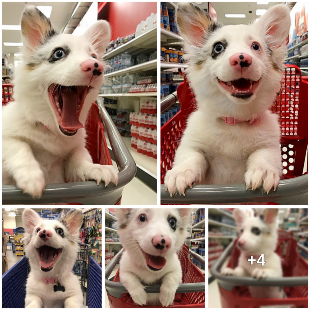 Twitter Can’t Get Enough of This Cheerful Dog’s Target Shopping Spree