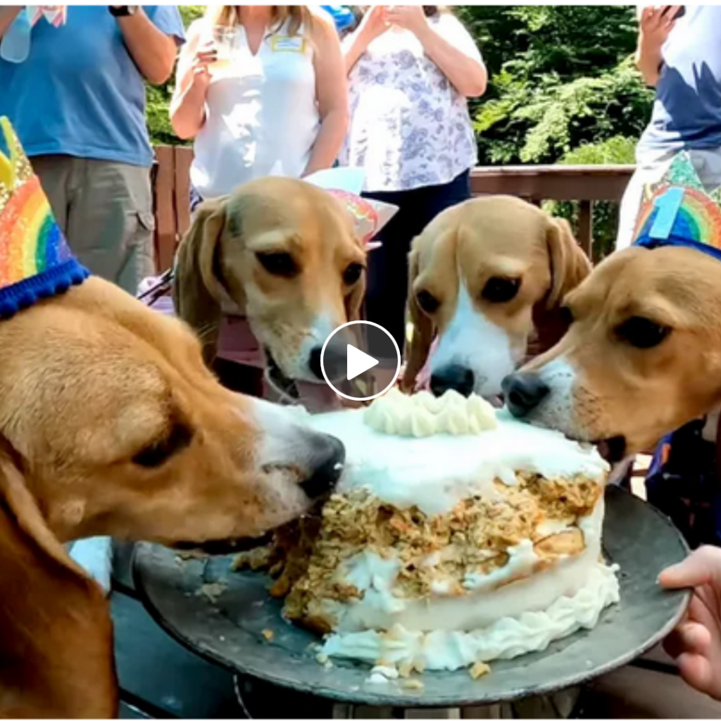 A Heartwarming Birthday Bash for Virginia Lab Beagles as They Mark One Year of Freedom