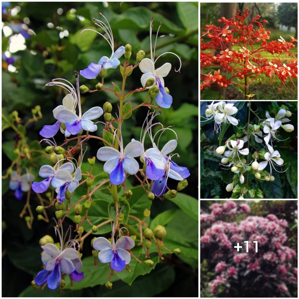 “Discover the Blossoming Beauty: 16 Unique Clerodendrum Varieties to Add to Your Garden”
