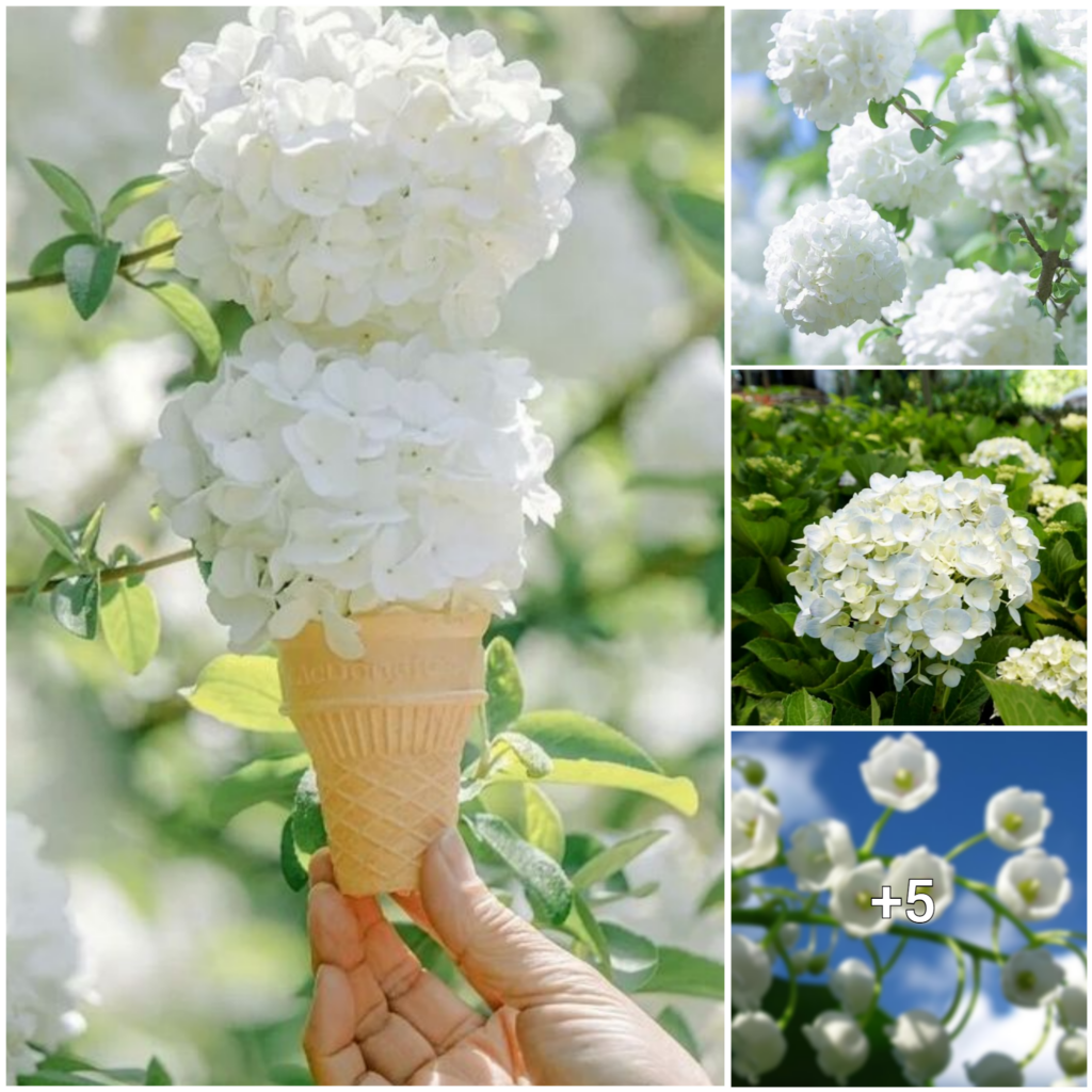 Embracing the Tranquility of Pristine White Blooms: Enduring Grace in Ivory