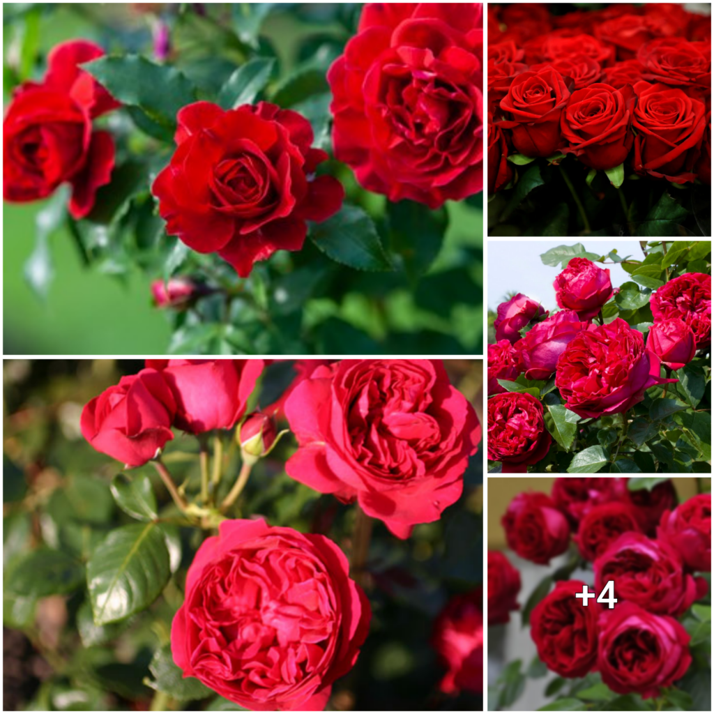 “Love Blooms in the Garden: The Allure of the Radiant Red Rose”