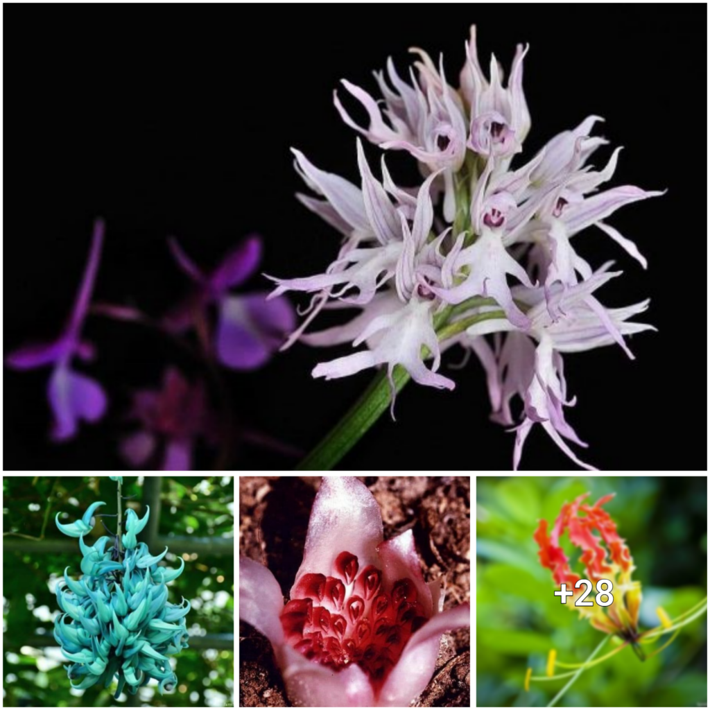 “Unveiling a Floral Wonderland: Explore 33+ of the Most Unique and Rare Flowers Across the Globe!”