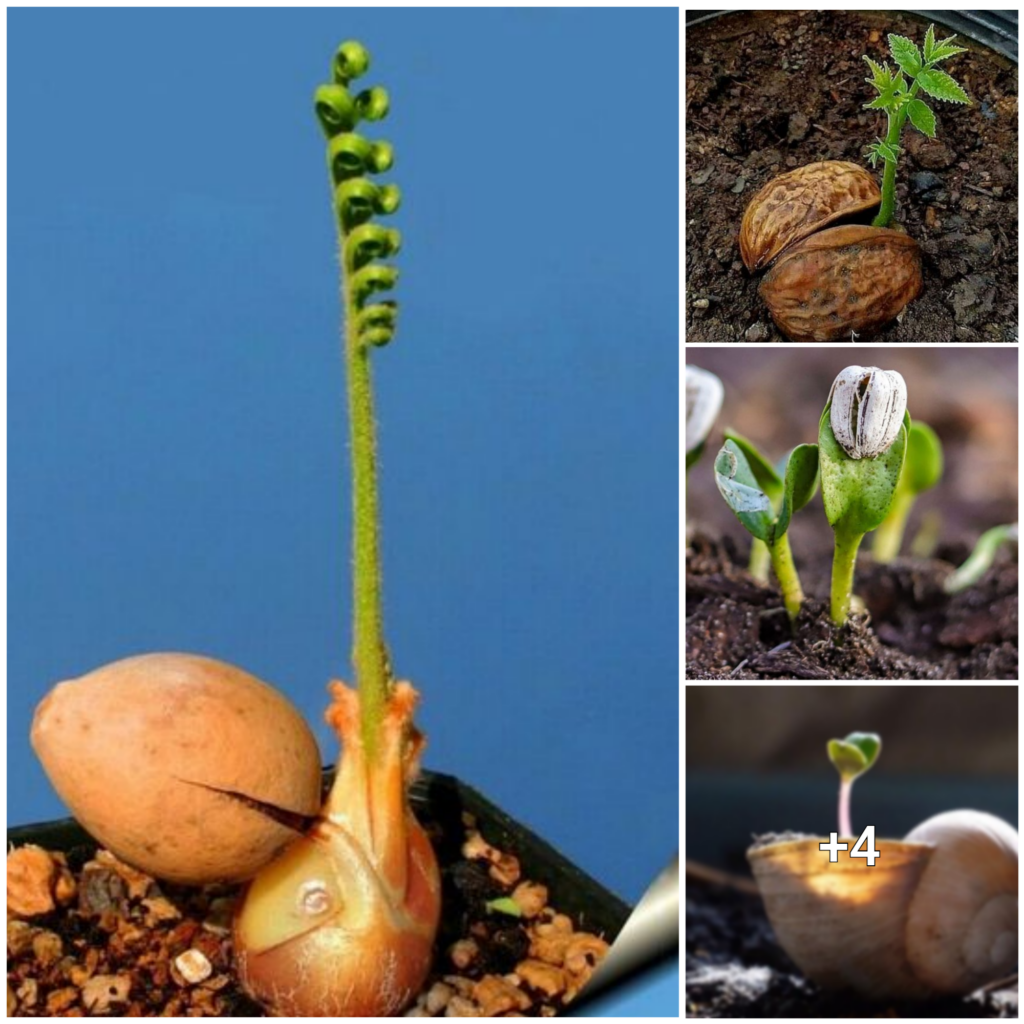 Tending to New Life: Discovering the Potential and Gentle Guidance of Delicate Seedlings
