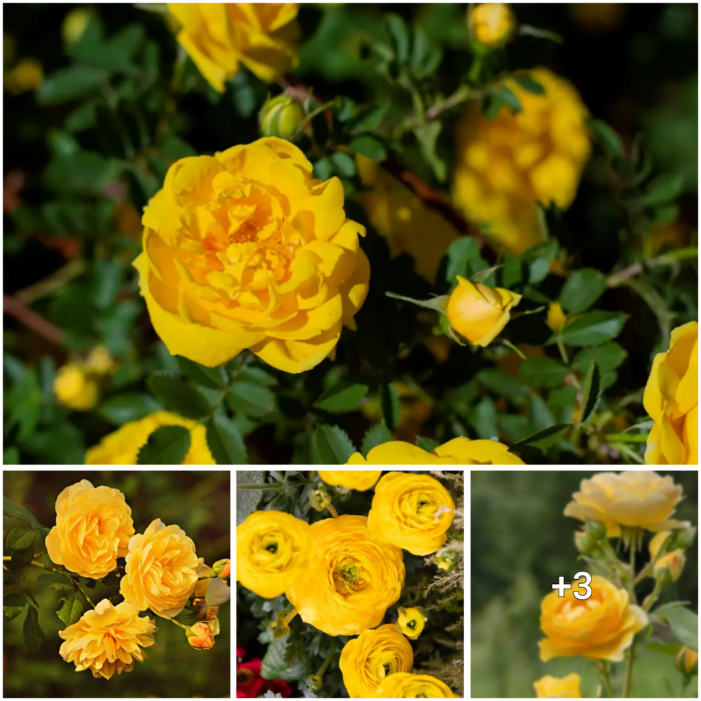 The Allure of Golden Roses: A Closer Look at their Importance