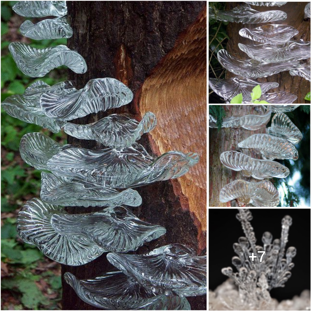 Exploring the Fascinating Realm of Fungi in Oak Trees: A Closer Look