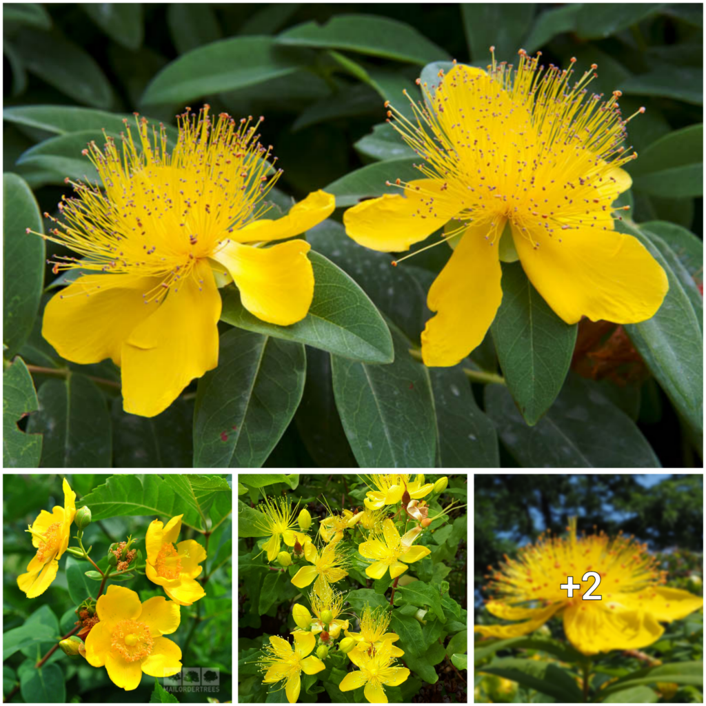 “The Wonders of Hypericum: Discovering the Healing Properties of this Natural Remedy”