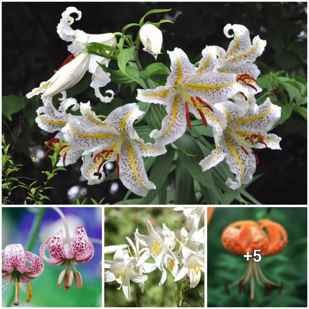 “Exploring 9 Stunning Lily Varieties to Elevate Your Outdoor Oasis”